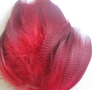 gadwall  flanks fl cherry red N. Spirit